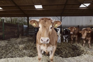 BSE case confirmed in the UK: What we know so far. GettyImages/KOLOstock