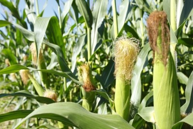 Water, soil and biodiversity: Cargill's pledge to improve corn sustainability ©iStock