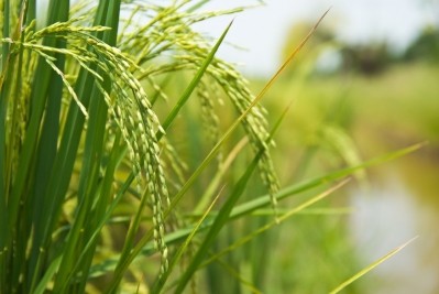 Rice starch is a clean label alternative to titanium dioxide in confectionery / Pic: Rice plant by Beneo