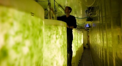 A 40ft container setup equipped with eight one-thousand-liter tanks combines salt water, CO2 and nutrients with LED lights and produces a full batch of seaweed in just one week. Image: PureAlgae