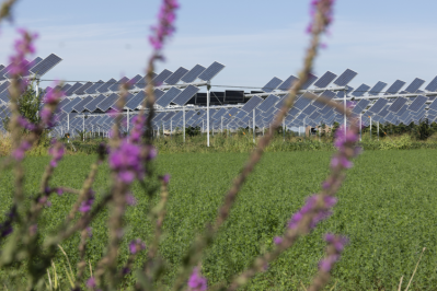 Agrivoltaics is co-developing the same area of land for solar photovoltaic power as well as for agriculture / Pic: GettyImages Miropa