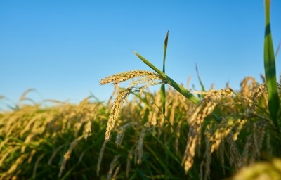Kellogg is working with rice growers in Spain to encourage more sustainable farming practices. GettyImages/Nedrofly