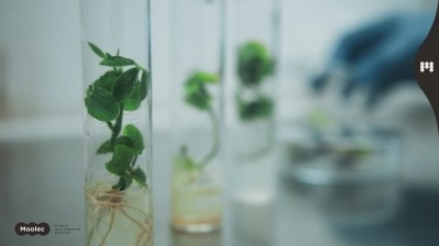 Moolec Science's platform is founded on molecular farming: a hybrid concept that combines plant-based and cell-based technologies. Image source: Moolec Science
