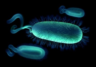 Campylobacter bacteria. © iStock