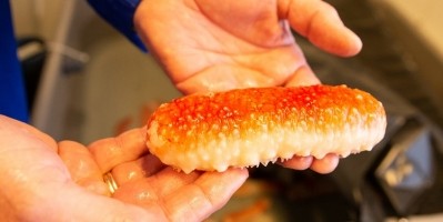 Researchers in Norway hope to develop commercial farming techniques for sea cucumbers / Image: Håvard Egge