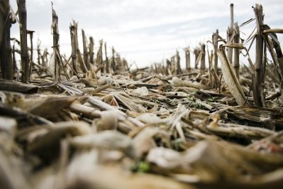 Abandoned cropland can be optimised to reduce food insecurity and mitigate climate change. Image Source: Matt Hoover Photo/Getty Images 