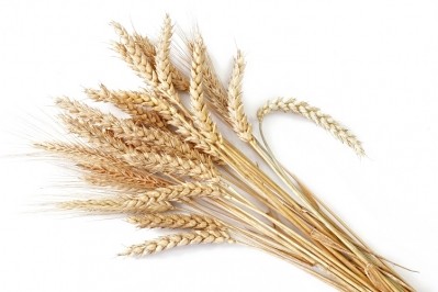 Bread wheat produces grain that accounts for around 20% of all protein and calories consumed worldwide. GettyImages/Avalon_Studio