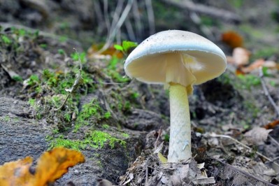 ©iStock/empire331. Amanita phalloides mushroom also known as the death cap
