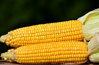 Corn could be the vehicle of infection in some of the cases