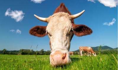 Grass-fed beef will not save the planet, claims report