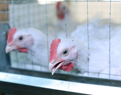 Safir has been planning to build a new slaughterhouse to ramp up chicken production