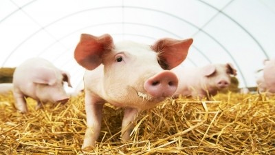 Russian pig industry warning issued