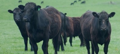 The grain-fed cattle are sourced from Argentina