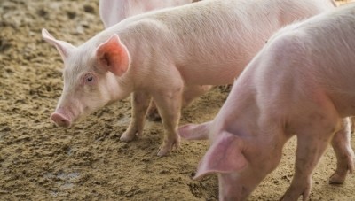Russian farmers cull pigs over ASF outbreak