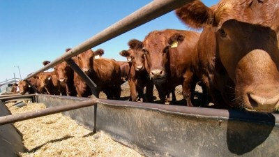 The call is in response to its latest report into the Irish suckler beef industry