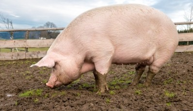 The company said it will invest in new pig farms 