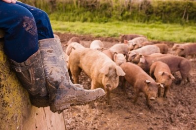 Spanish pig sector reduces emissions
