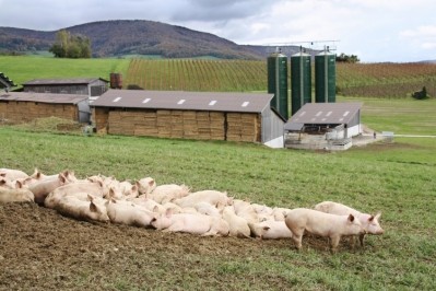 Cranswick grows UK self-sufficiency with pig farming acquisition