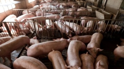 The investment will modernise Sweden’s largest pig slaughterhouse 