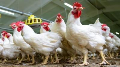 Russian poultry producers see margins fall