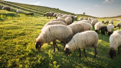 The group is designed to help the UK sheep industry be regarded as a “world-class” sector