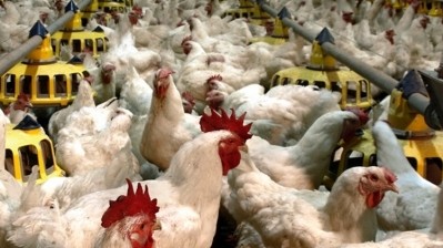 Bulgarian meat business expands broiler breeding capacity
