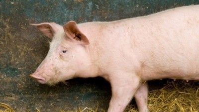 Russia, Ukraine and Estonia have all raised concerns over antibiotic use in meat