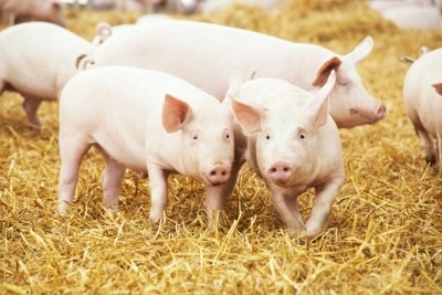 EU pig production rises