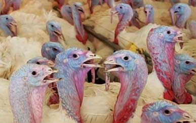 In 2016, Russia consumed around 220,000t-230,000t of turkey meat