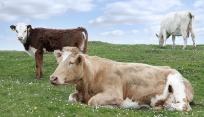 The funding will be used to target the weaning efficiency of suckler cows and calves