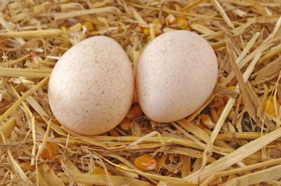 Brazil has agreed a deal with Morocco for turkey eggs and chicks