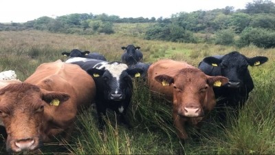 Irish beef plan gains support