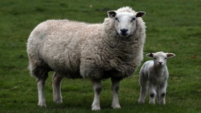 Irish farmers meet with authorities over clean sheep policy