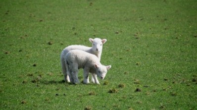 Irish farmers have criticised processors and retailers on the disparity in lamb prices
