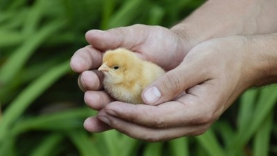 Kraft Heinz makes chicken welfare pledge