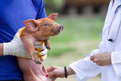 Pig industry antibiotic usage sees further drop