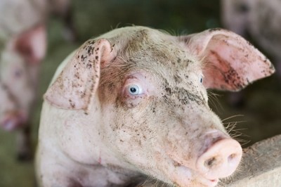 Pig nutrition centre opened in Netherlands