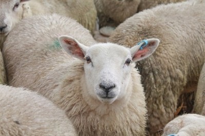 Slaughter proposals slammed by livestock industry