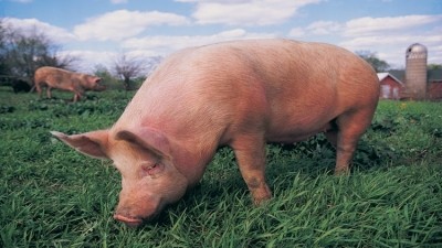 An ad focusing on pig welfare was deemed misleading (stock image)