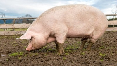 ASF-infected pork imported to Russia from China