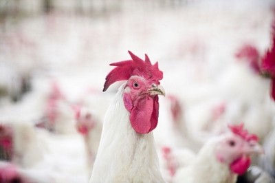 Avian influenza confirmed in Ukraine
