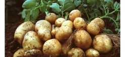 Avebe's latest ingredient is derived from potato starch