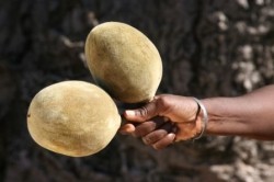 'Very large confectioner' in baobab trial