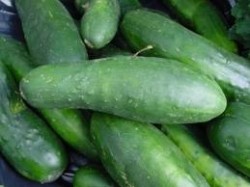 Cucumbers - prime suspects in E.coli outbreak