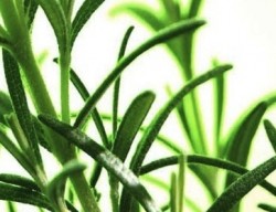 Kalsec's line of natural antioxidants is based on rosemary extract.