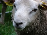 Brussels calls on Belarus to lift livestock import ban