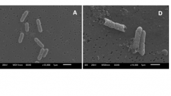 SEM Images: Control without treatment: (A) L. mono. Bacterial cells treated with 0.05% oregano oil emulsion: (D) L. mono