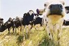 Change the diet of the cow to give people a healthier dairy diet