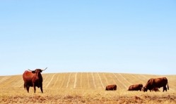 Copa-Cogeca issues warning over EU beef industry
