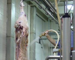Cleaning beef with electrolyzed oxidizing water before processing reduces E. coli. Picture: Yen-Con Hung